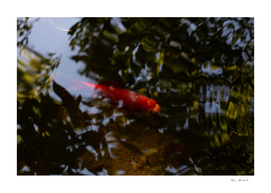 Lone Red Fish in a Pond v2