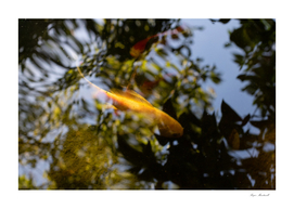 Lone Gold Fish in a Pond