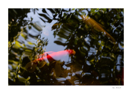Lone Red Fish in a Pond