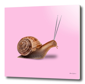 Snail antenna