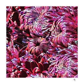 irisation, chrysanthemums, purple, multicolored petals