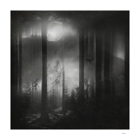 surreal forest in black and white
