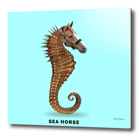Sea horse