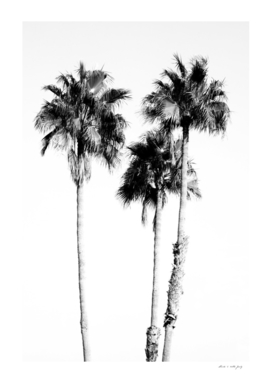 Palm Trees Black & White Vibes #5 #wall #decor #art