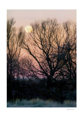 Beatiful Tree and Moon