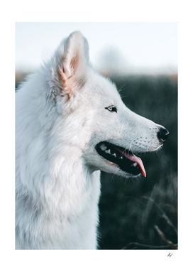 White Wolf Profile