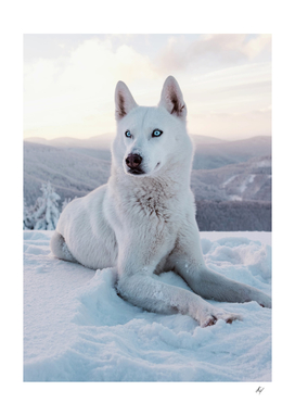 White Wolf On Snow