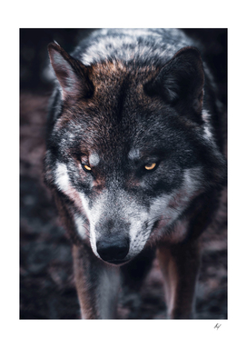 Dark Grey Wolf