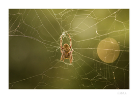 Spider and web in the late afternoon light