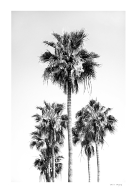 Palm Trees Black & White Vibes #8 #wall #decor #art