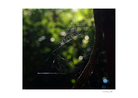 The spider web on the twig