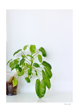 The green plant with white wall