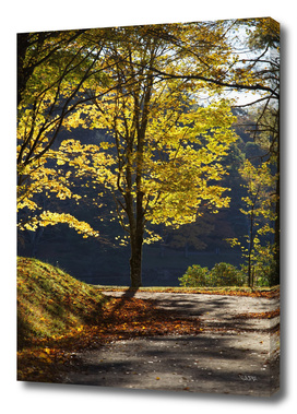 Fall colors along a serene walking trail