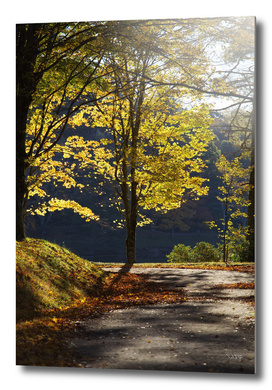 Fall colors along a serene walking trail