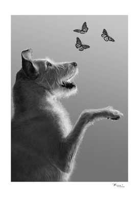 Dog Paco and butterflies