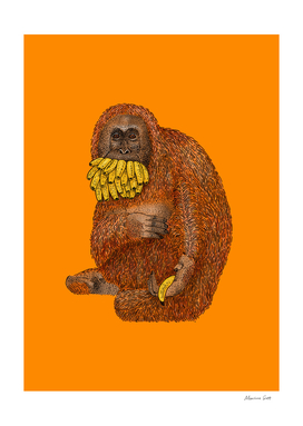 Happy to share...one orangutan