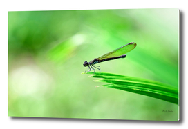 Dragonfly on green leaves
