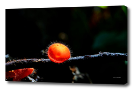 Fungi cup red mushroom
