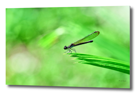 Dragonfly on green leaves