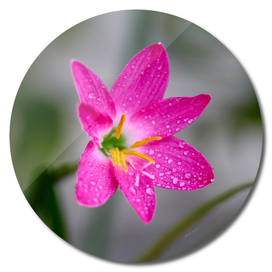 Pink meadow saffron flower