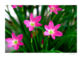 Pink meadow saffron flower