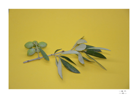 Olive tree branch with fruits on yellow background