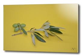 Olive tree branch with fruits on yellow background