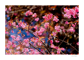 Pink wild himalayan cherry flower