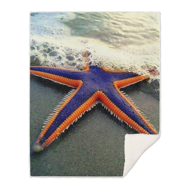 Starfish digital photo