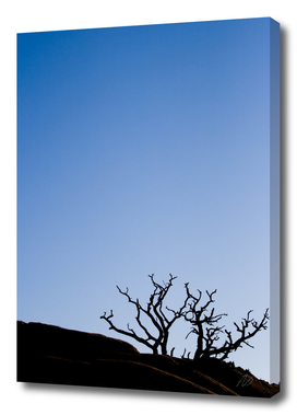 Desert Tree Silhouette