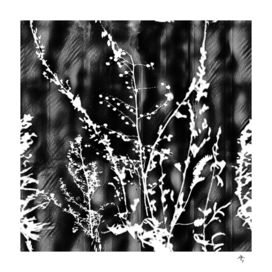 silhouettes of nature, plants in winter,