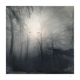 Trees in Twilight Mist