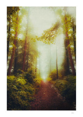 Dream Hike - Path Through Foggy Forest