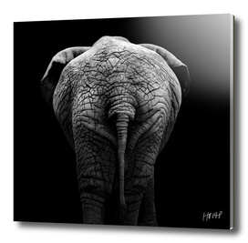 Elephant In Black And White