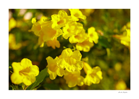 Yellow elder flowers