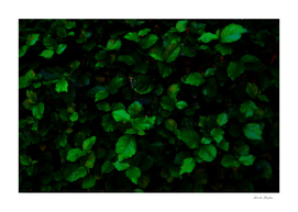 abstract green leaves background