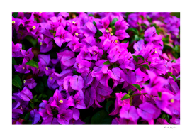purple bougainvillea flower