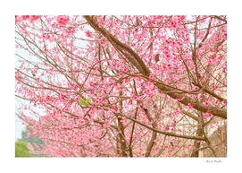 pink sakura flower