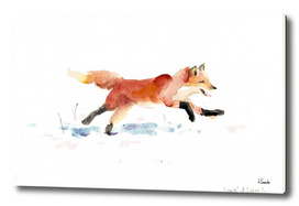Winter red fox
