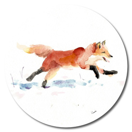 Winter red fox