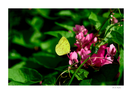 yellow butterfly perching on mexican creeper flower