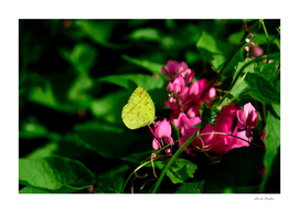 Yellow butterfly perching on mexican creeper flower