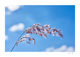 A fur grass against blue sky