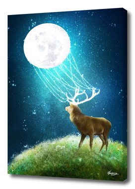 Deer Moonlight