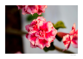 Pink Mock Azalea flower