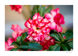 Pink Mock Azalea flower