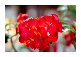 Red Mock Azalea flower