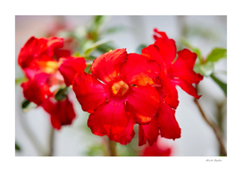Red Mock Azalea flower