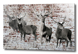 Stags On Light Brick Background