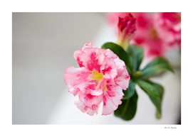 pink Mock Azalea flower